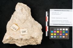 Foto (Objekt + Etikett) von Acer pseudoplatanus L. (NHMW-GEO-2024-0188-11376)